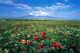 Flora of Armenia