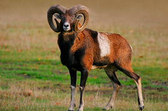 Armenian mouflon