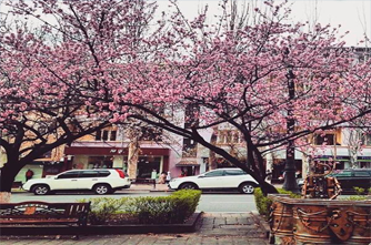 Abovyan street in spring