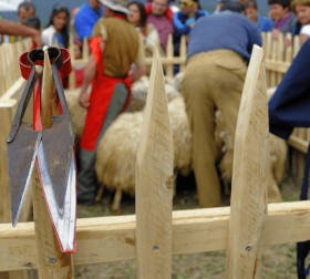 Фестиваль "Стрижка овец"