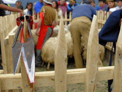 Sheep shearing festival