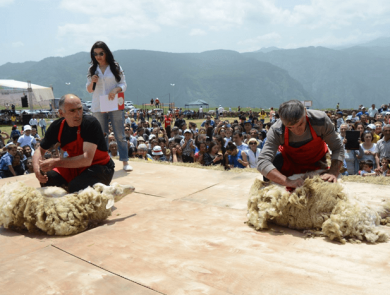 Sheep shearing festival