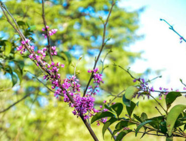 Lilac, Ijevan Dendropark