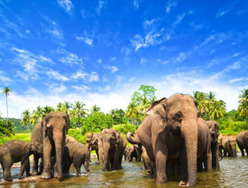 Незабываемый отдых в Шри-Ланке