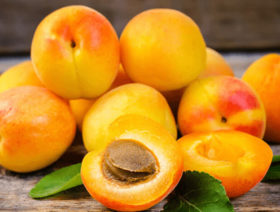 Apricot Harvest + Sardarapat