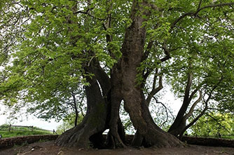 Չինարի ծառ Տնջրի