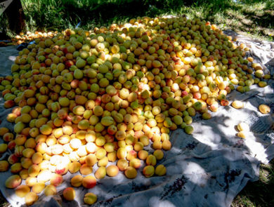 Сбор урожая абрикоса