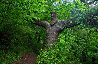 King of the Forest, Dilijan
