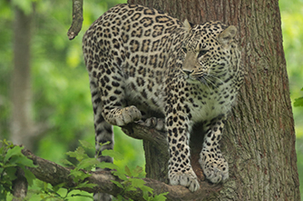 Caucasian leopards